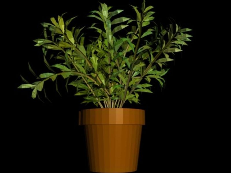 Plant